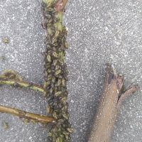 上海園林綠化養(yǎng)護(hù)病蟲害高發(fā)，欒樹多態(tài)芽蟲防治